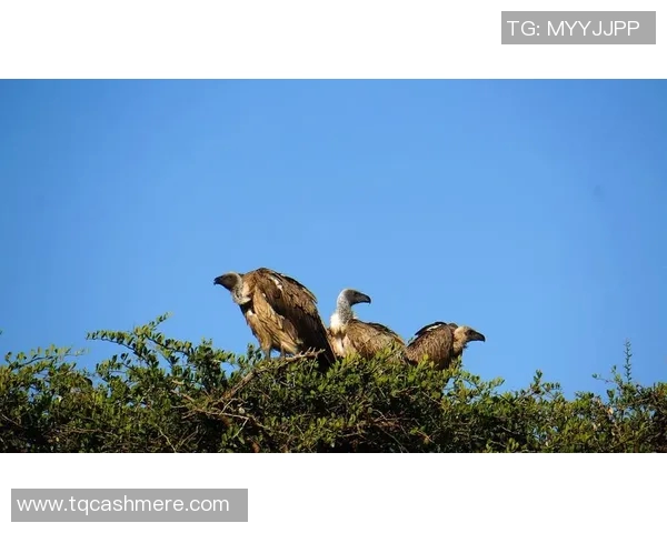 乌干达与肯尼亚篮球对决精彩回顾与赛场分析