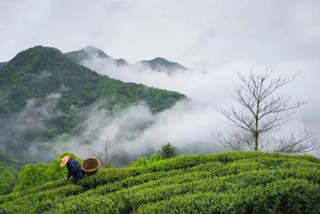 半岛·综合体育下载万古福茶山水韵 人走茶不凉！带你看八闽茶文化！(图30)